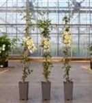 Waldrebe 'Early Sensation' - Clematis 'Early Sensation' Waldrebe 'Early Sensation' - Clematis 'Early Sensation'