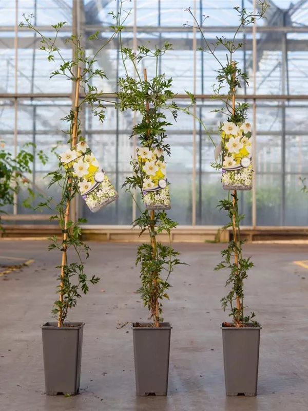 Waldrebe 'Early Sensation' - Clematis 'Early Sensation' Waldrebe 'Early Sensation' - Clematis 'Early Sensation'