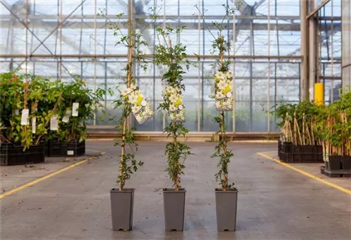 Waldrebe 'Early Sensation' - Clematis 'Early Sensation'