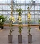 Waldrebe 'Early Sensation' - Clematis 'Early Sensation'