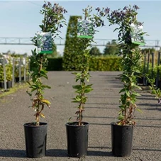 Clematis 'Fascination', C 3 80- 100 Clematis 'Fascination', C 3 80- 100