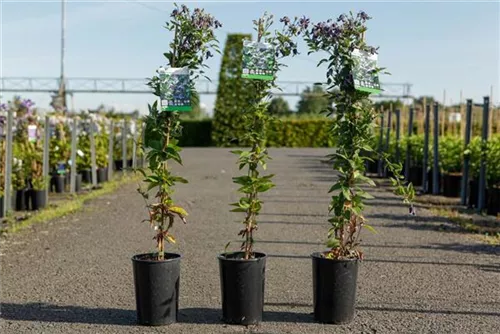 Clematis - Clematis 'Fascination' Clematis - Clematis 'Fascination'