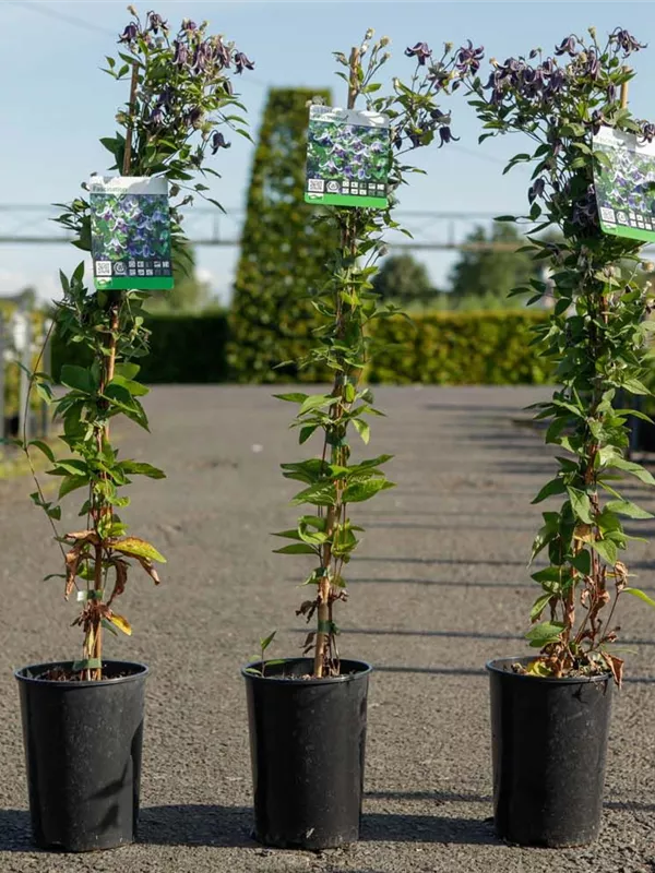 Clematis - Clematis 'Fascination' Clematis - Clematis 'Fascination'