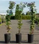 Clematis - Clematis 'Fascination'