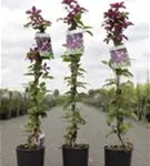 Waldrebe 'Niobe' - Clematis 'Niobe' Waldrebe 'Niobe' - Clematis 'Niobe'