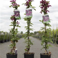 Clematis 'Niobe', C 3 80- 100 Clematis 'Niobe', C 3 80- 100