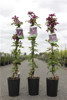 Waldrebe 'Niobe' - Clematis 'Niobe' Waldrebe 'Niobe' - Clematis 'Niobe'