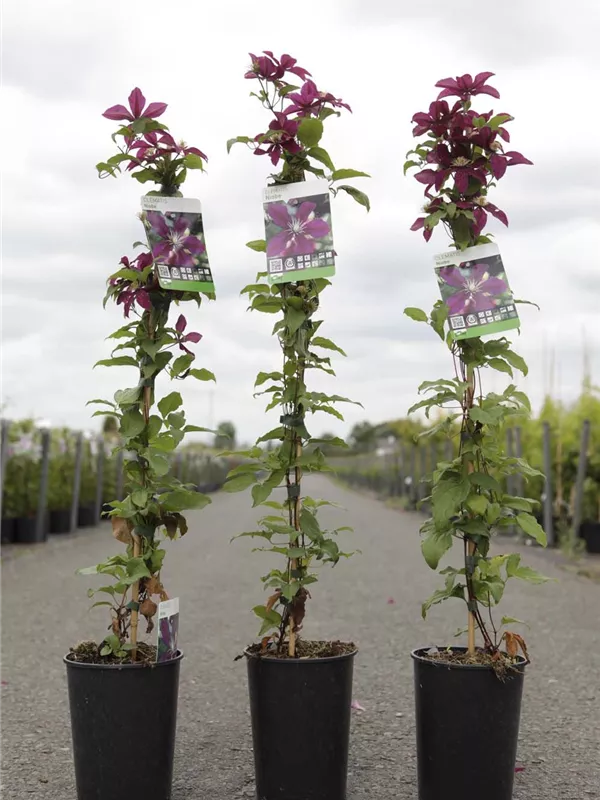 Waldrebe 'Niobe' - Clematis 'Niobe' Waldrebe 'Niobe' - Clematis 'Niobe'