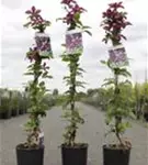Waldrebe 'Niobe' - Clematis 'Niobe'