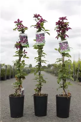 Waldrebe 'Niobe' - Clematis 'Niobe'