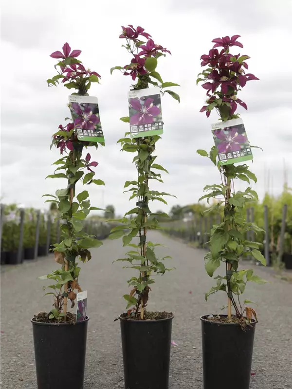 Waldrebe 'Niobe' - Clematis 'Niobe'
