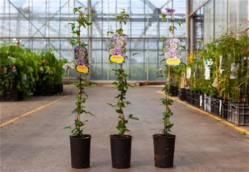 Waldrebe 'Taiga' ® - Clematis 'Taiga' ®