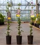 Waldrebe 'Taiga' ® - Clematis 'Taiga' ®