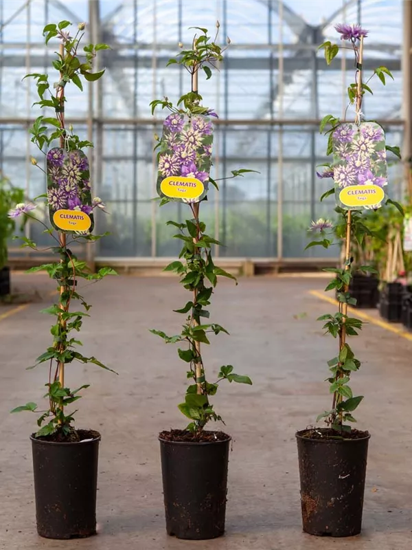 Waldrebe 'Taiga' ® - Clematis 'Taiga' ®