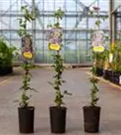 Waldrebe 'Taiga' ® - Clematis 'Taiga' ®