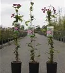 Waldrebe 'Ville de Lyon' - Clematis 'Ville de Lyon'