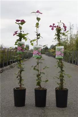 Waldrebe 'Ville de Lyon' - Clematis 'Ville de Lyon'