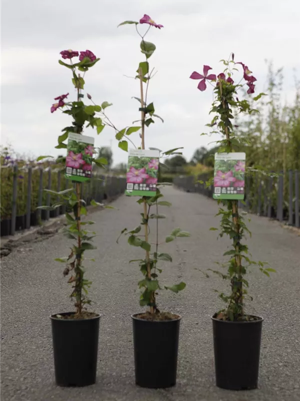 Waldrebe 'Ville de Lyon' - Clematis 'Ville de Lyon'