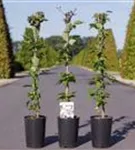 Berg-Waldrebe 'Giant Star' -S- - Clematis montana 'Giant Star' -S-