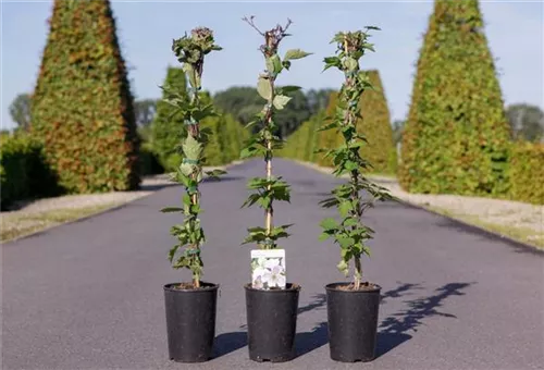 Berg-Waldrebe 'Giant Star' -S- - Clematis montana 'Giant Star' -S-