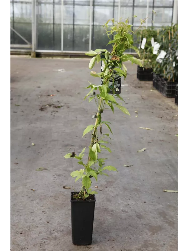 Berg-Waldrebe 'Grandiflora' - Clematis montana 'Grandiflora' Berg-Waldrebe 'Grandiflora' - Clematis montana 'Grandiflora'