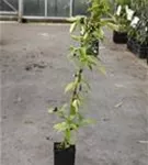 Berg-Waldrebe 'Grandiflora' - Clematis montana 'Grandiflora'