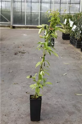 Berg-Waldrebe 'Grandiflora' - Clematis montana 'Grandiflora'