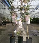 Berg-Waldrebe 'Mayleen' - Clematis montana 'Mayleen'