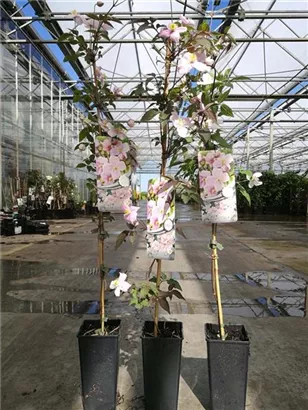 Berg-Waldrebe 'Mayleen' - Clematis montana 'Mayleen'