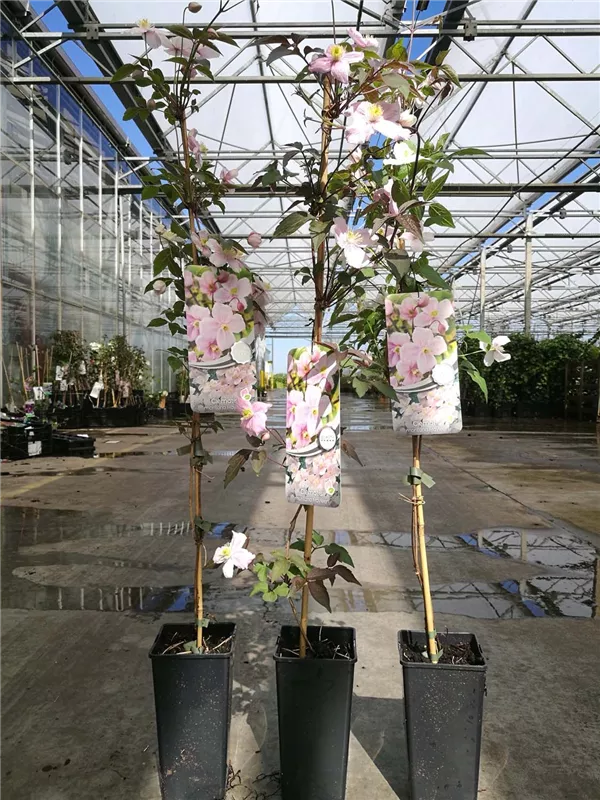 Berg-Waldrebe 'Mayleen' - Clematis montana 'Mayleen'