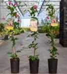 Texas-Waldrebe 'Princess Diana' - Clematis tex.'Princess Diana'