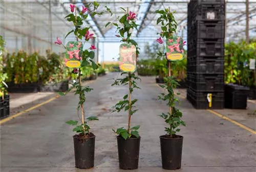 Texas-Waldrebe 'Princess Diana' - Clematis tex.'Princess Diana'