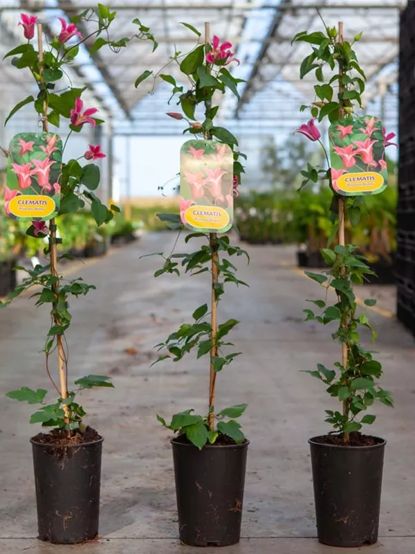 Texas-Waldrebe 'Princess Diana' - Clematis tex.'Princess Diana'