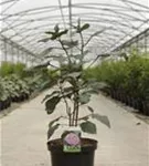 Herrlicher Losstrauch - Clerodendrum bungei