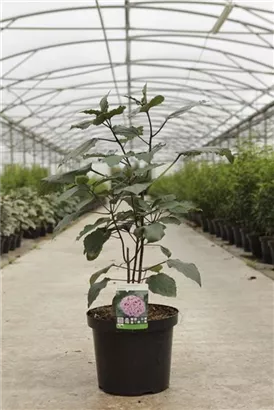 Herrlicher Losstrauch - Clerodendrum bungei