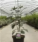 Herrlicher Losstrauch - Clerodendrum bungei