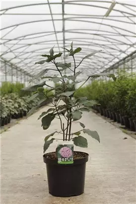 Herrlicher Losstrauch - Clerodendrum bungei