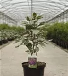 Losstrauch - Clerodendrum bungei 'Pink Diamond'