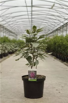 Losstrauch - Clerodendrum bungei 'Pink Diamond'