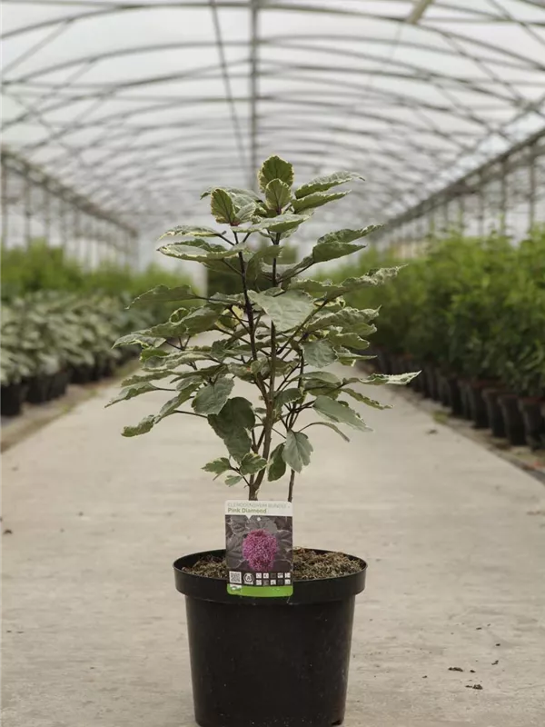 Losstrauch - Clerodendrum bungei 'Pink Diamond'