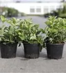 Teppich-Hartriegel - Cornus canadensis