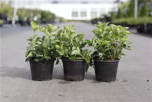 Teppich-Hartriegel - Cornus canadensis