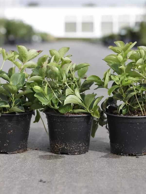 Teppich-Hartriegel - Cornus canadensis