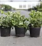 Teppich-Hartriegel - Cornus canadensis