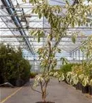 Hoher Weißbunter Etagen-Hartriegel - Cornus controversa 'Variegata'