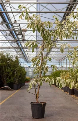 Hoher Weißbunter Etagen-Hartriegel - Cornus controversa 'Variegata'