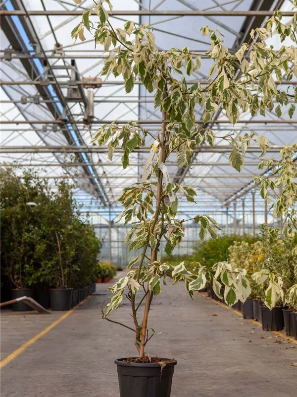 Hoher Weißbunter Etagen-Hartriegel - Cornus controversa 'Variegata'