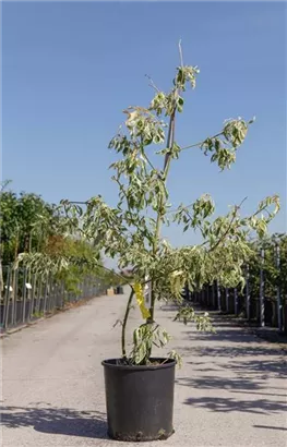 Hoher Weißbunter Etagen-Hartriegel - Cornus controversa 'Variegata'