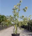 Hoher Weißbunter Etagen-Hartriegel - Cornus controversa 'Variegata'