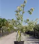 Hoher Weißbunter Etagen-Hartriegel - Cornus controversa 'Variegata'